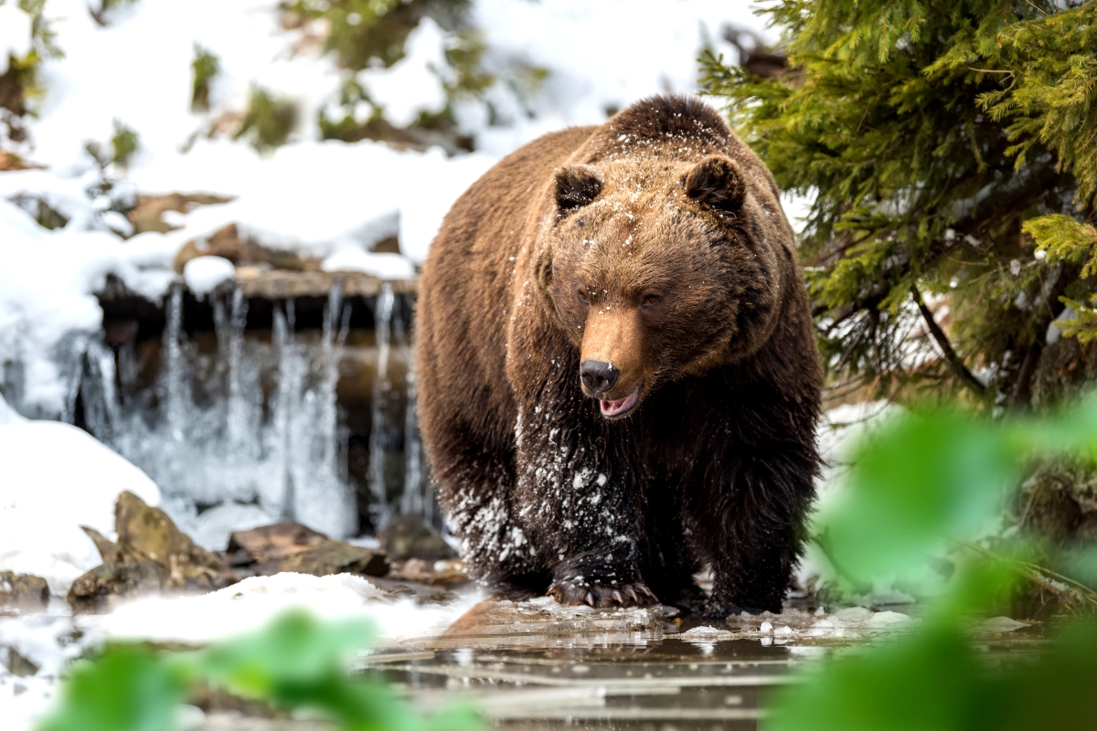 Analysts divided on Bitcoin bear market calls as prices inch up from $77,000