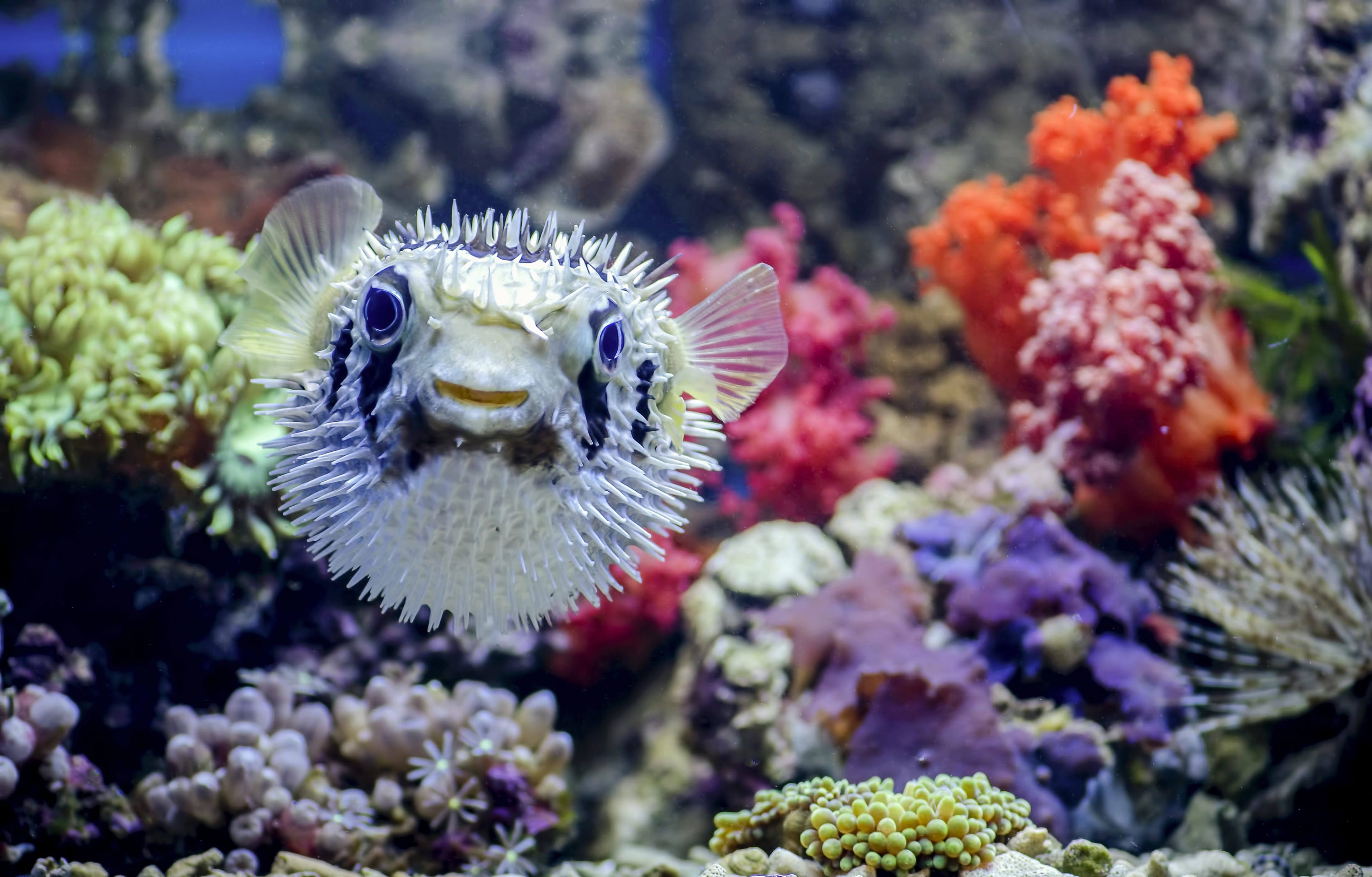 Puffer,Fish.,Saltwater,Fish.