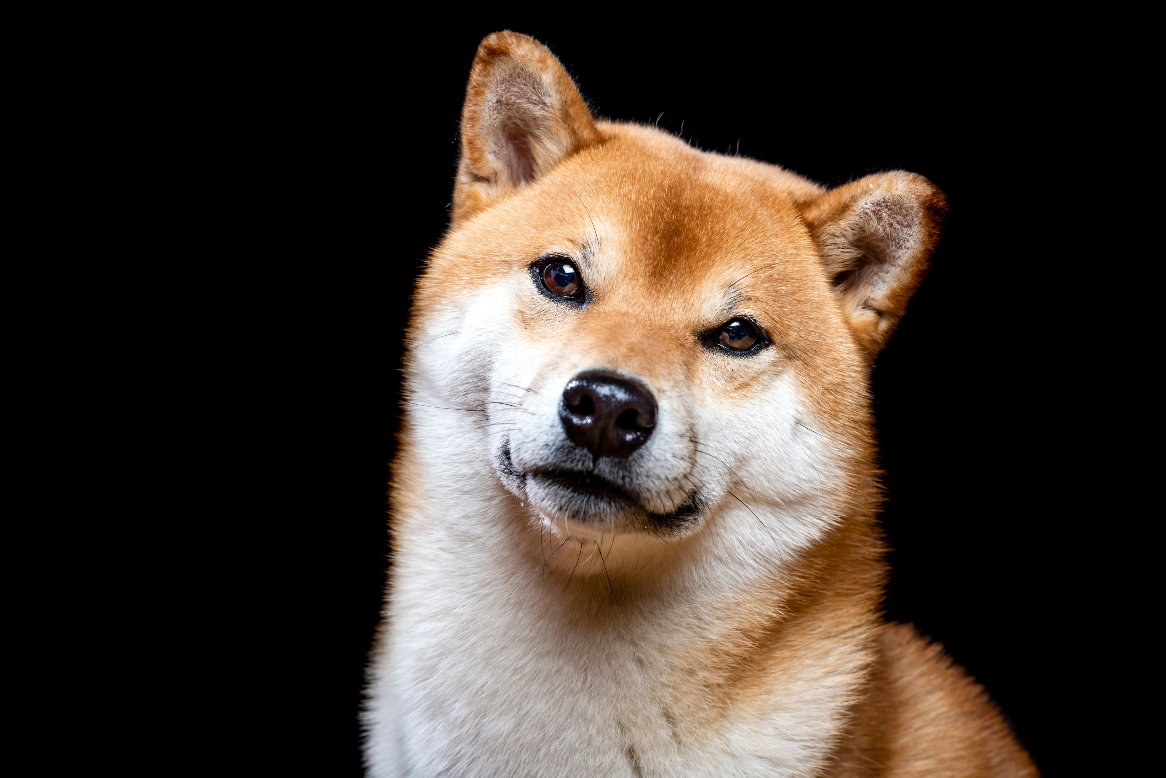 shiba inu
