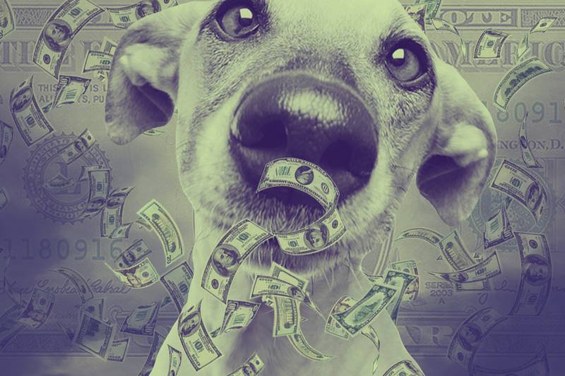 ‘Blockchain for dog nose wrinkles’ Ponzi makes off with $127m 