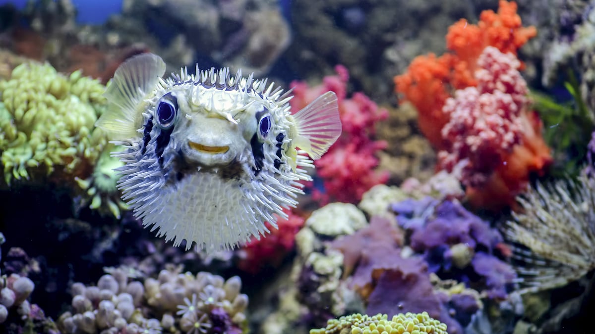 Puffer Finance nets $135m in deposits in 24 hours as liquid restaking sector heats up