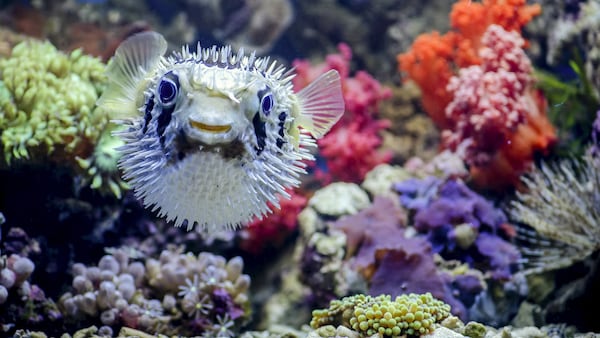 Puffer Finance nets $135m in deposits in 24 hours as liquid restaking sector heats up