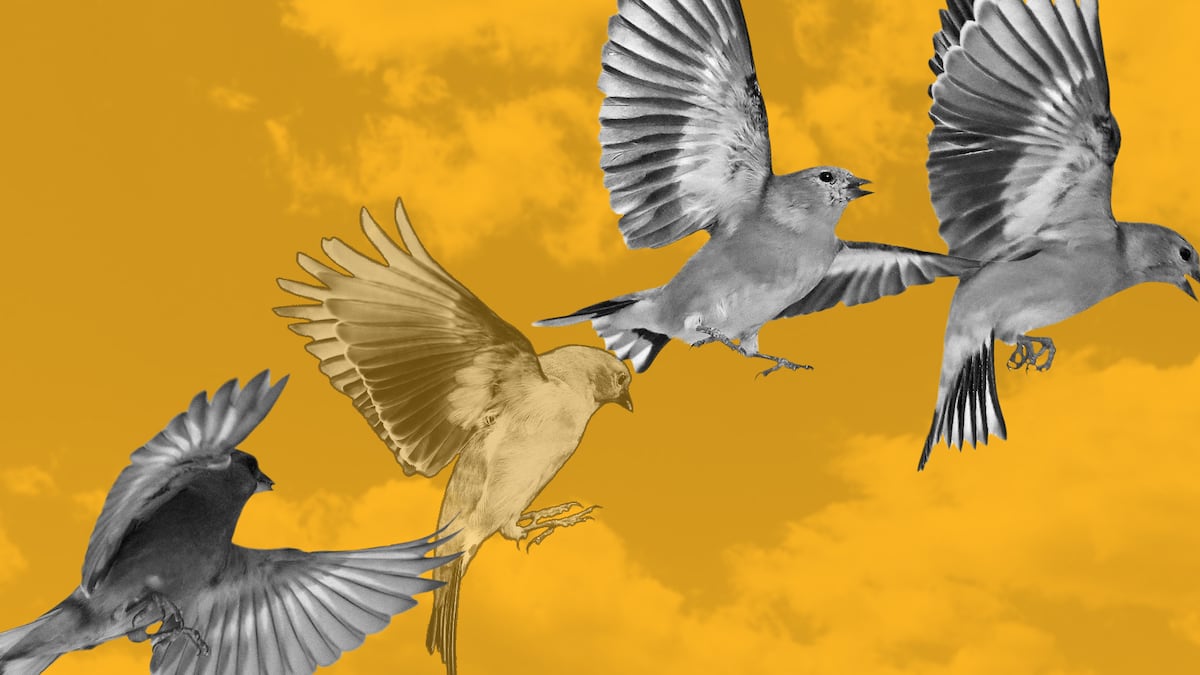 Real-world assets protocol Goldfinch loses risk adviser