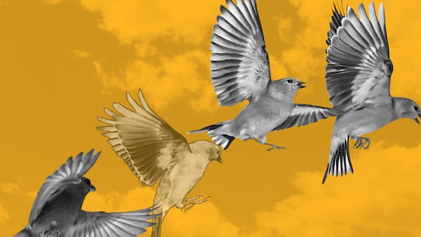 Real-world assets protocol Goldfinch loses risk adviser