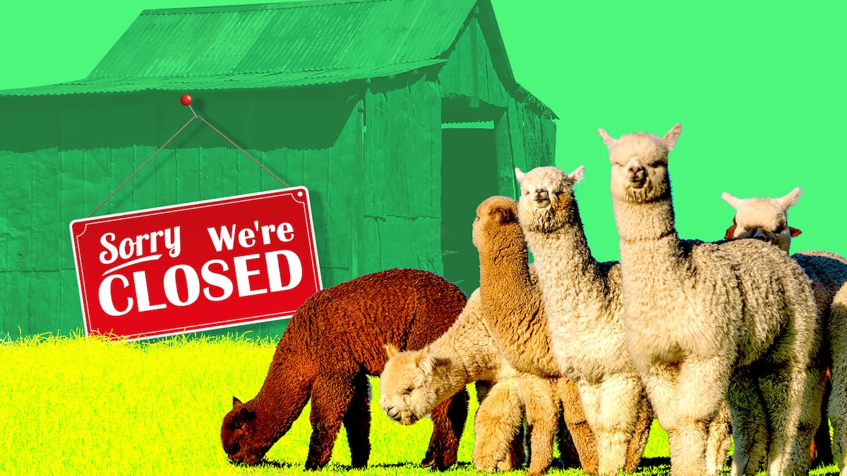 Alpaca Finance, once a $1bn DeFi darling, is done. Here’s what went wrong
