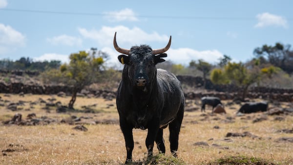 Bullish Bitcoin bets likely due to anticipation of ETF approval, says B2C2