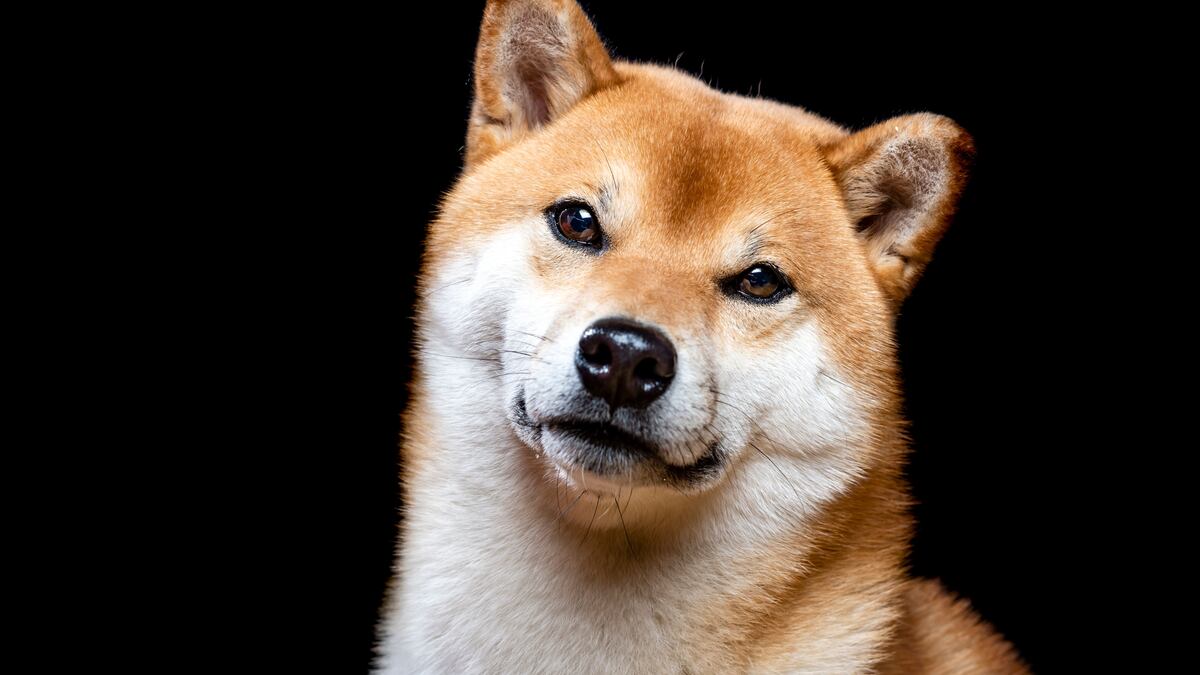 Trump and Kamala memecoins are so out. Cute animals are back