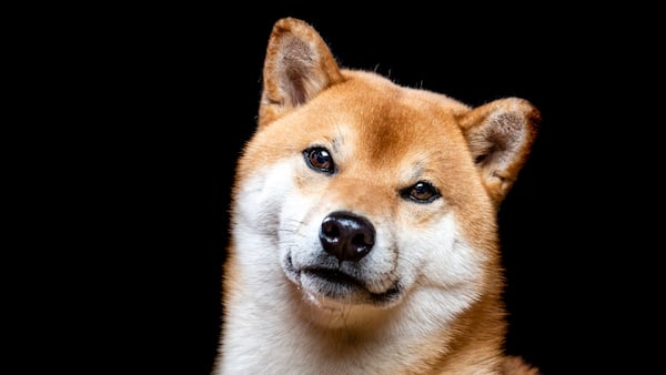 Trump and Kamala memecoins are so out. Cute animals are back