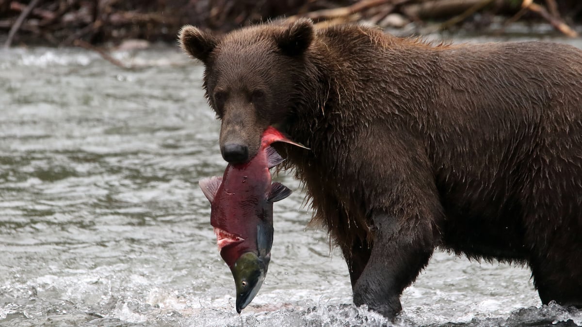 It’s time for altcoin investors to panic, says crypto hedge fund