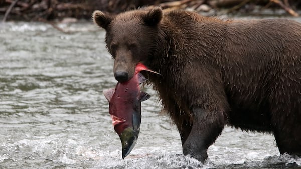 It’s time for altcoin investors to panic, says crypto hedge fund