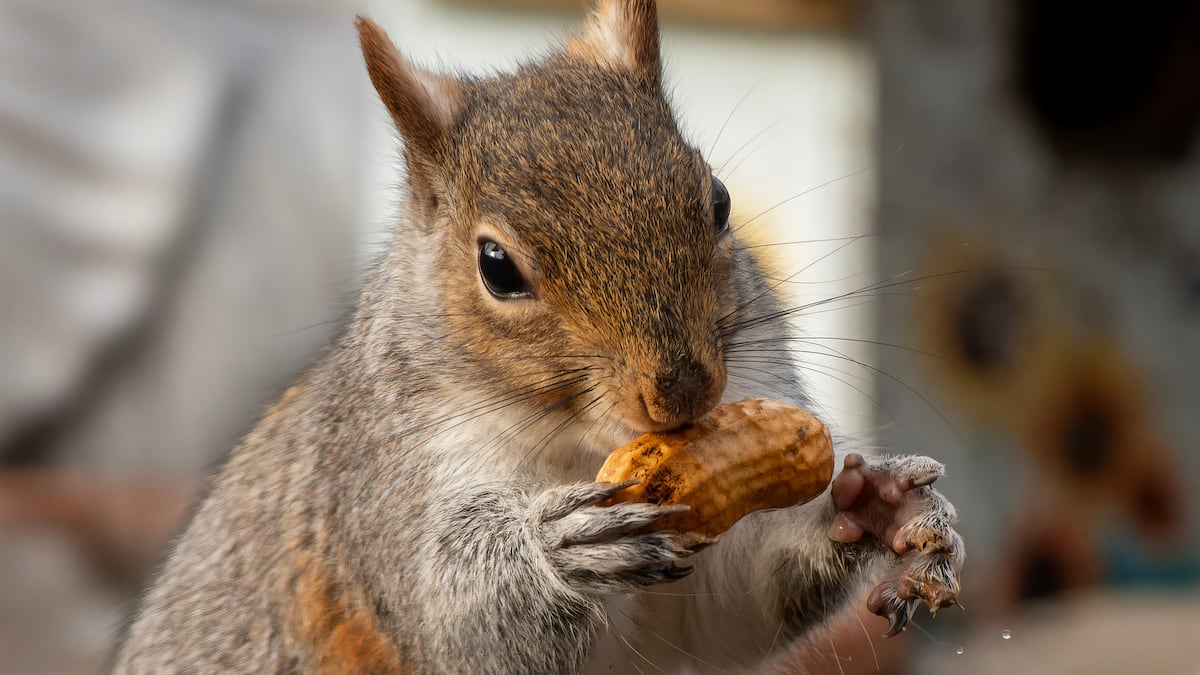 Memecoin for beloved squirrel ‘Peanut’ passes $120m market cap
