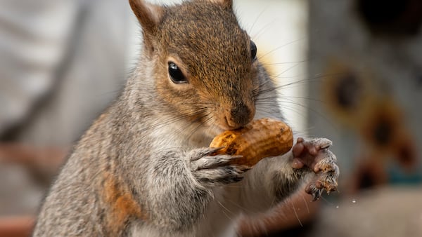 Memecoin for beloved squirrel ‘Peanut’ passes $120m market cap