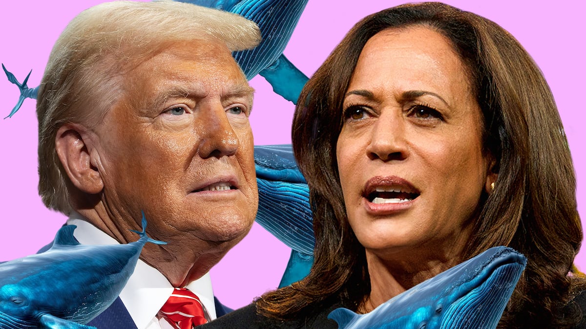 How four whales betting $25m on Trump are skewing Polymarket’s election odds