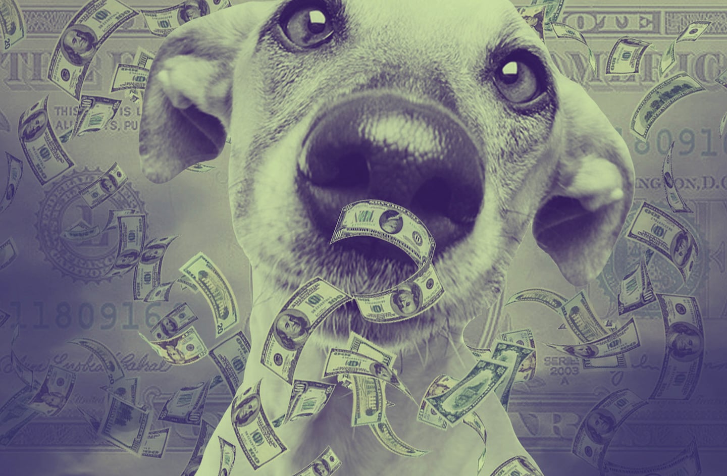 Korean dog crypto scam