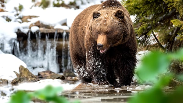 Analysts divided on Bitcoin bear market calls as prices inch up from $77,000